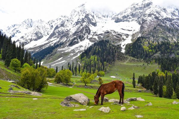 assets/images/web-images/packages/kashmir12.jpg