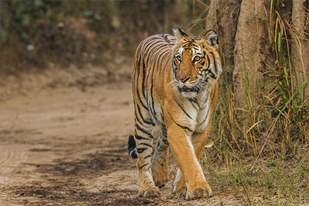 Tiger Nest Corbett