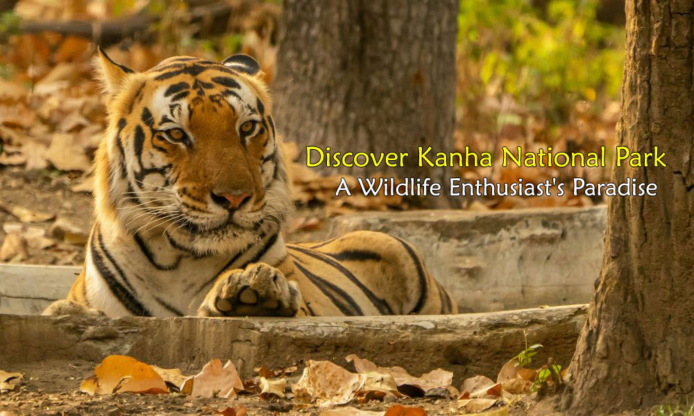 Discover Kanha National Park: A Wildlife Enthusiast's Paradise