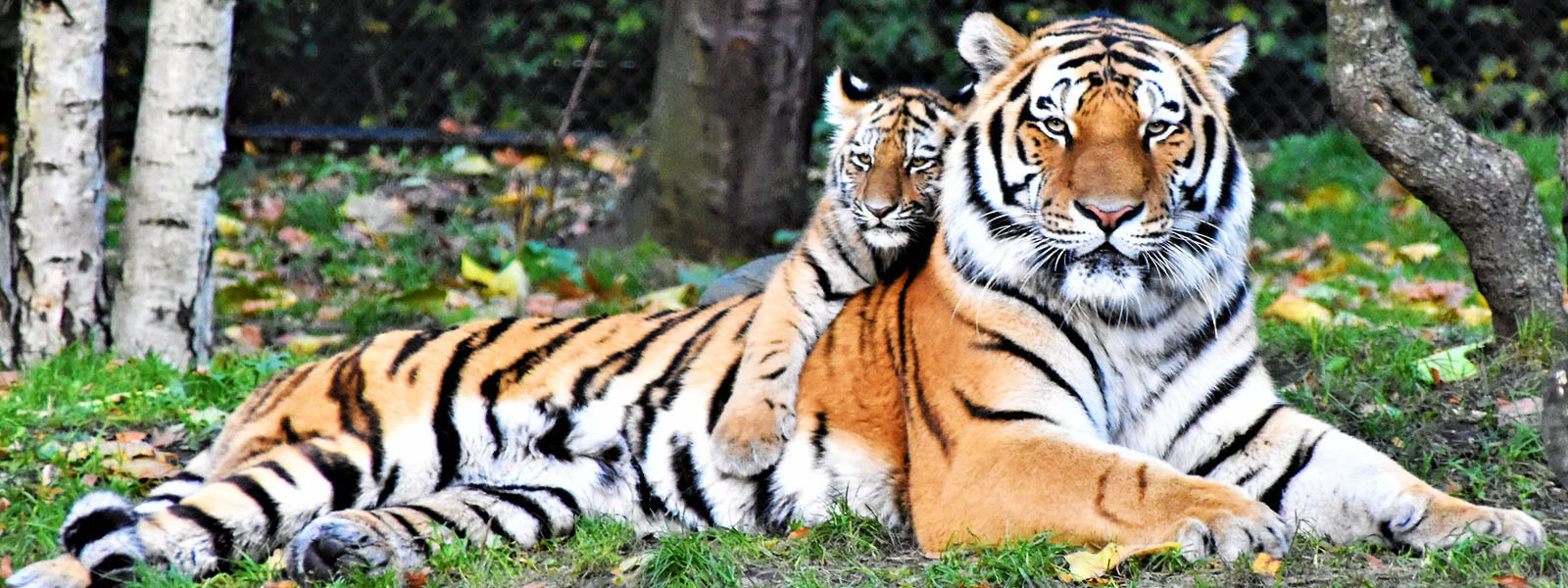 ranthambore national park