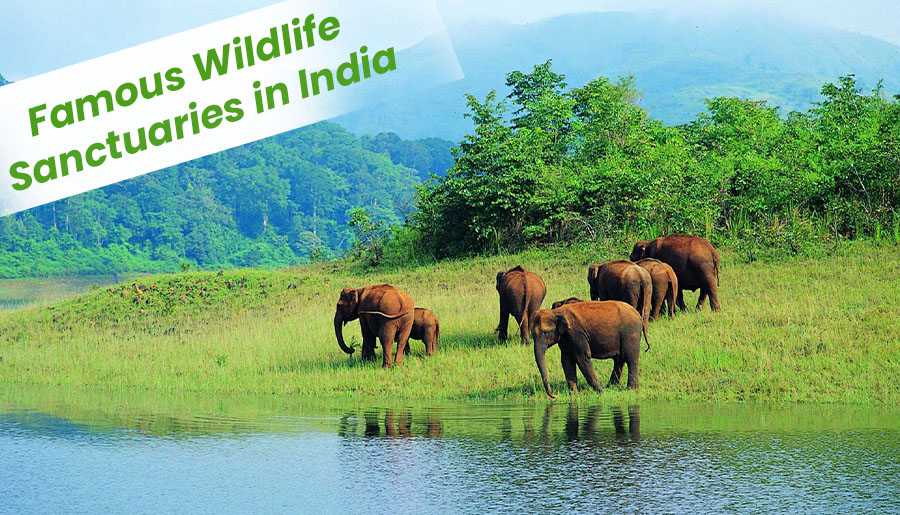5 Famous Wildlife Sanctuaries in India
