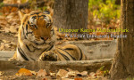 Discover Kanha National Park: A Wildlife Enthusiast's Paradise